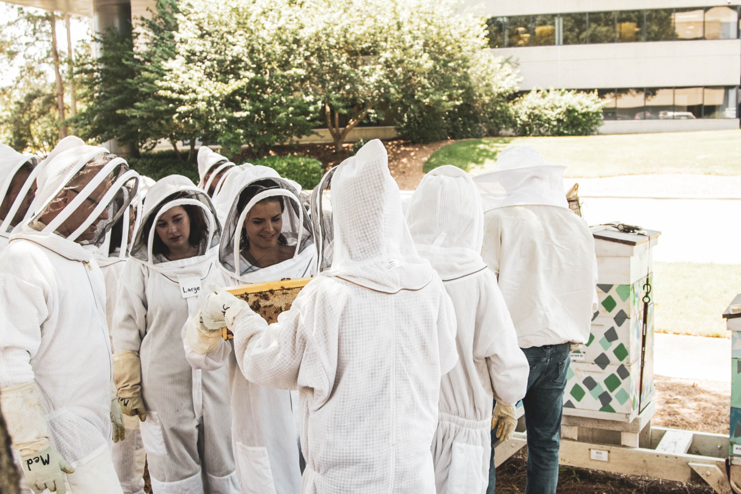 Bee Downtown Hive Tour